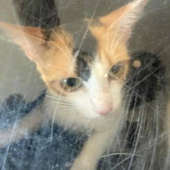 Winnie -  Domestic Short Hair Cat for Adoption in Birmingham, Alabama - Winnie | PetCurious