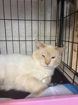Himalayan and Ragdoll Cats Available for Adoption in New York, New York - NOLAN - Resilient Boy FELV+ | PetCurious