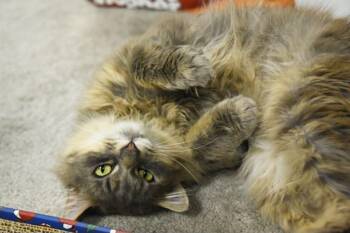 Lolli -  Domestic Long Hair Cat for Adoption in Johnstown, New York - Lolli | PetCurious