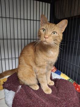 SCOONIE -  Tabby Cat for Adoption in Ironwood, Michigan - SCOONIE | PetCurious