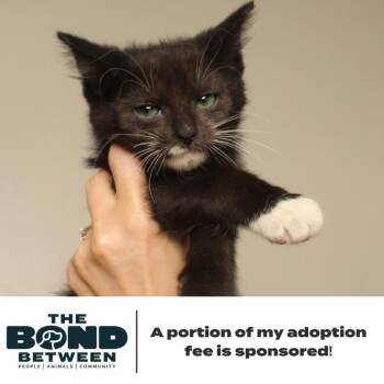 Jovi C71036 (Sponsored) -  Domestic Medium Hair Cat for Adoption in Minnetonka, Minnesota - Jovi C71036 (Sponsored) | PetCurious