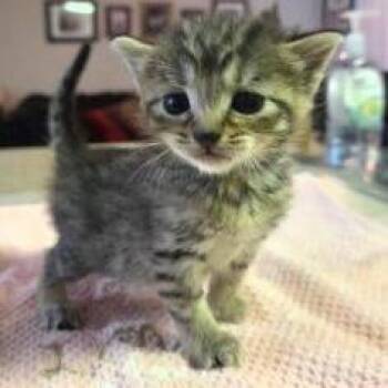 Cotija - Orange -  Domestic Short Hair Cat for Adoption in West Palm Beach, Florida - Cotija - Orange | PetCurious