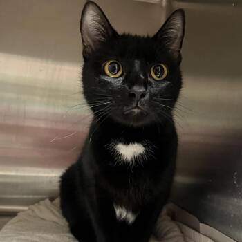 Domestic Short Hair Cats Available for Adoption - Michelle | PetCurious