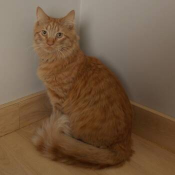 Fennick C68225 -  Domestic Medium Hair Cat for Adoption in Minnetonka, Minnesota - Fennick C68225 | PetCurious