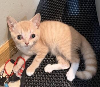 Solstice -  Domestic Short Hair Cat for Adoption in East Hanover, New Jersey - Solstice | PetCurious