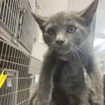 Domestic Short Hair Cats Available for Adoption in Port Charlotte, Florida - Eric | PetCurious