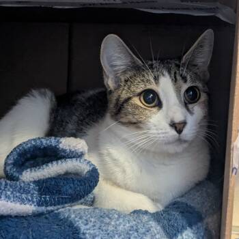 Rescue Domestic Short Hair Cats for Adoption in Providence, Rhode Island - Mama Stripes | PetCurious