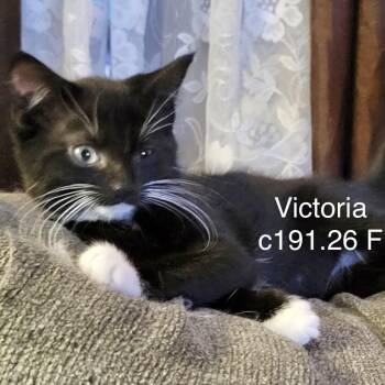 Foster Victoria -  Domestic Short Hair Cat for Adoption in Batavia, New York - Foster Victoria | PetCurious