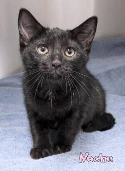 Noche (Blue Collar) -  Domestic Short Hair Cat for Adoption in Mason, Michigan - Noche (Blue Collar) | PetCurious