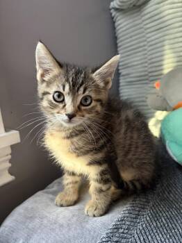 Ophelia -  Domestic Short Hair Cat for Adoption in Rootstown, Ohio - Ophelia | PetCurious