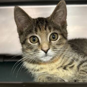 Candy -  Torbie and Domestic Short Hair Cat for Adoption in North Myrtle Beach, South Carolina - Candy | PetCurious