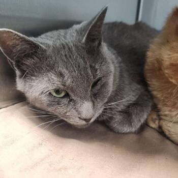 Leo -  Domestic Short Hair Cat for Adoption in Kingman, Arizona - Leo | PetCurious