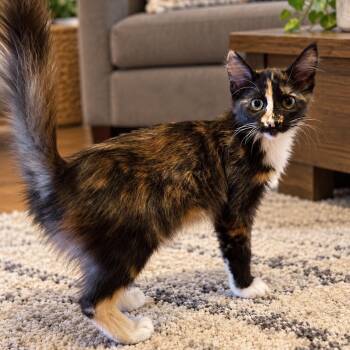 Amara -  Calico and Tortoiseshell Cat for Adoption in Antioch, California - Amara | PetCurious
