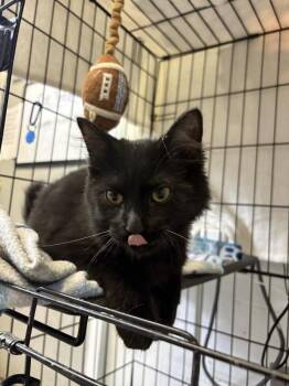 Luke Combs -  Domestic Medium Hair Cat for Adoption in Mishawaka, Indiana - Luke Combs | PetCurious