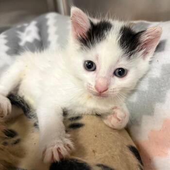 Bennett -  Domestic Medium Hair Cat for Adoption in Cumming, Georgia - Bennett | PetCurious