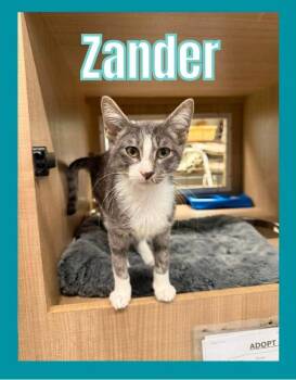 Zander -  Domestic Short Hair Cat for Adoption in Bossier City, Louisiana - Zander | PetCurious