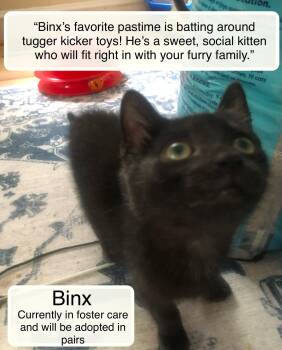 Binx -  Domestic Short Hair Cat for Adoption in Ellicott City, Maryland - Binx | PetCurious