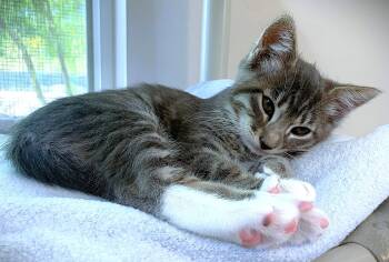 Kitten Effie -  Domestic Short Hair Cat Available for Adoption in Seal Beach, California - Kitten Effie | PetCurious