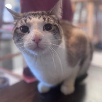 Siamese and Domestic Short Hair Cats Available for Adoption - Casper | PetCurious