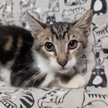 PINECONE -  Domestic Short Hair Cat for Adoption in Graham, Washington - PINECONE | PetCurious