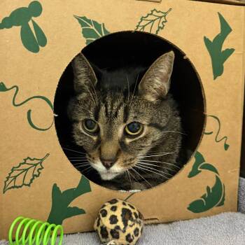 Domestic Short Hair Cats Available for Adoption - Pretty Kitty | PetCurious