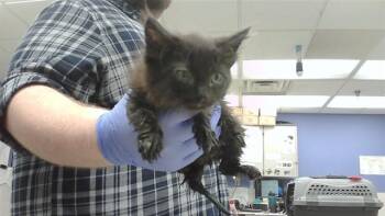 ONYX -  Domestic Short Hair Cat for Adoption in Omaha, Nebraska - ONYX | PetCurious