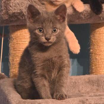 Cooper -  Domestic Short Hair Cat for Adoption in Newport News, Virginia - Cooper | PetCurious