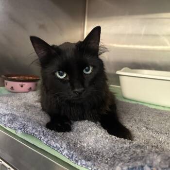 Phantom -  Domestic Long Hair Cat for Adoption in Hinesville, Georgia - Phantom | PetCurious