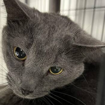 Chloe -  Domestic Short Hair Cat for Adoption in Carroll, Iowa - Chloe | PetCurious