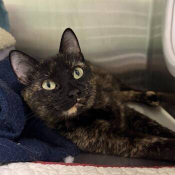 Domestic Short Hair Cats Available for Adoption in Barnstable, Massachusetts - BLONDIE | PetCurious