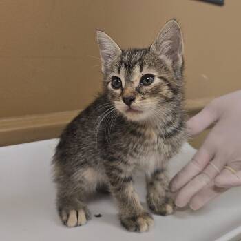 Felicity -  Domestic Short Hair Cat for Adoption in Milan, Illinois - Felicity | PetCurious