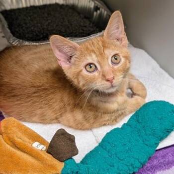 Yard Sale -  Domestic Short Hair Cat for Adoption in Richmond, Virginia - Yard Sale | PetCurious