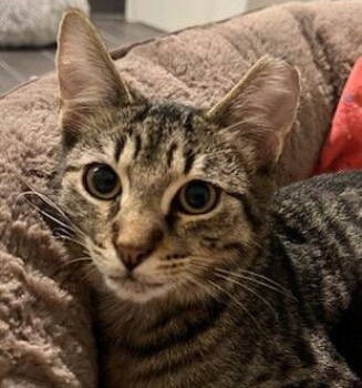 Rescue Domestic Short Hair Cats for Adoption in Pompano Beach, Florida - Oliver 2025 | PetCurious