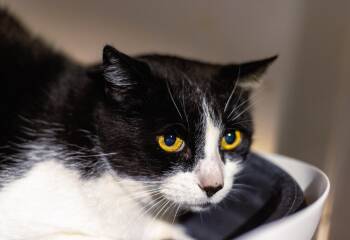 Rescue Domestic Short Hair Cats for Adoption in Marana, Arizona - Moo Moo | PetCurious