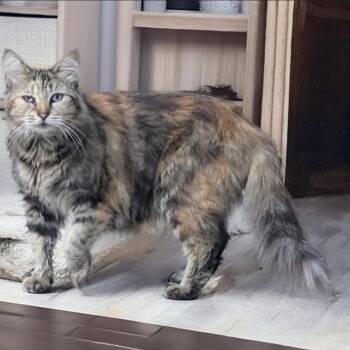 princess -  Domestic Long Hair Cat for Adoption in Long Beach, California - Princess | PetCurious