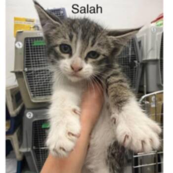 Salah -  Domestic Short Hair Cat for Adoption in Victoria, British Columbia - Salah | PetCurious