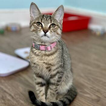 Domestic Short Hair Cats Available for Adoption - Bambi | PetCurious