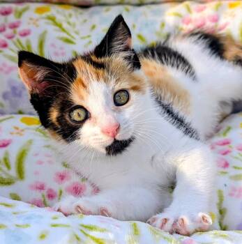 Alice, Cute as a Bug