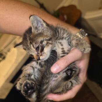 Ranger -  Domestic Short Hair Cat for Adoption in Okmulgee, Oklahoma - Ranger | PetCurious