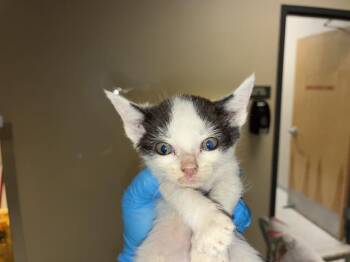 A610891 -  Domestic Short Hair Cat for Adoption in Modesto, California - A610891 | PetCurious