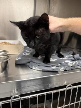 SHADOW ELIZABETH -  Domestic Short Hair Cat for Adoption in Indianapolis, Indiana - SHADOW ELIZABETH | PetCurious