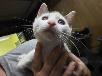 Rescue Domestic Short Hair Cats for Adoption in Jackson, Mississippi - Scotty | PetCurious