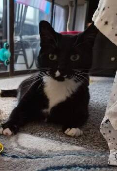 Domestic Short Hair Cats Available for Adoption - Crazy Girl | PetCurious