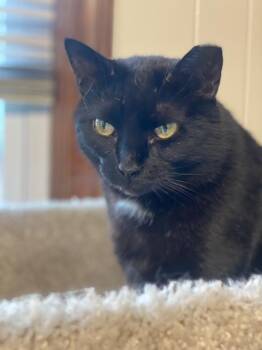 Rescue Domestic Short Hair Cats for Adoption in Plainville, Massachusetts - Raven | PetCurious