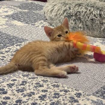 Domestic Short Hair Cats Available for Adoption in Williston, Florida - Relish | PetCurious