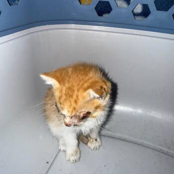 Domestic Short Hair Cats Available for Adoption in Corsicana, Texas - Butters K46632 | PetCurious