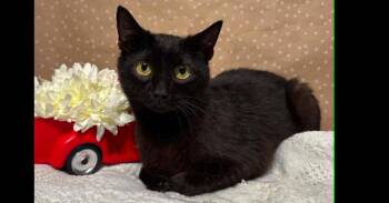 Maryann -  Domestic Medium Hair Cat for Adoption in Groveland, Massachusetts - Maryann | PetCurious
