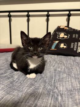Franklin -  Domestic Short Hair Cat for Adoption in Collierville, Tennessee - Franklin | PetCurious