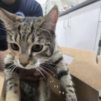 Sporty -  Domestic Short Hair Cat for Adoption in Newark, New Jersey - Sporty | PetCurious