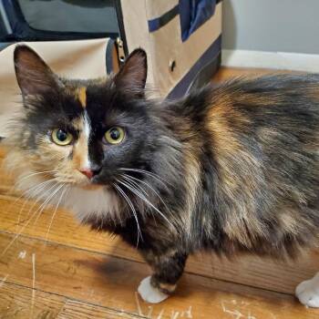 Domestic Medium Hair Cats Available for Adoption in Granville, Ohio - Sunny | PetCurious